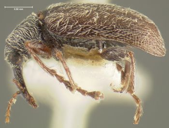 Media type: image;   Entomology 259 Aspect: habitus lateral view